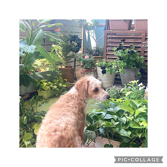 marukoさんの実例写真
