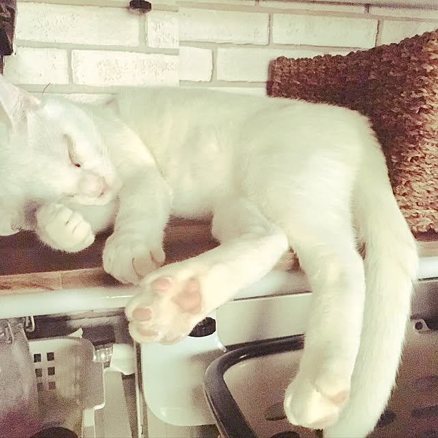yucoさんの実例写真