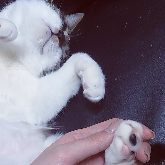 yipuuさんの実例写真