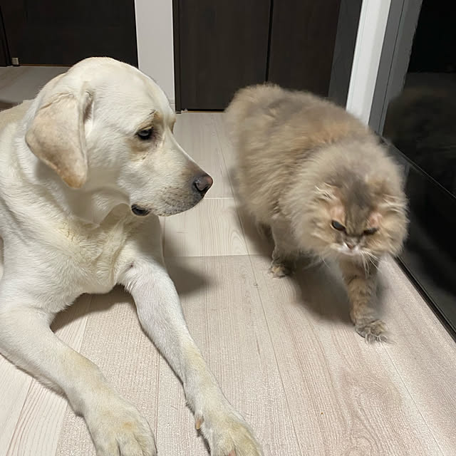 Mahoさんの実例写真