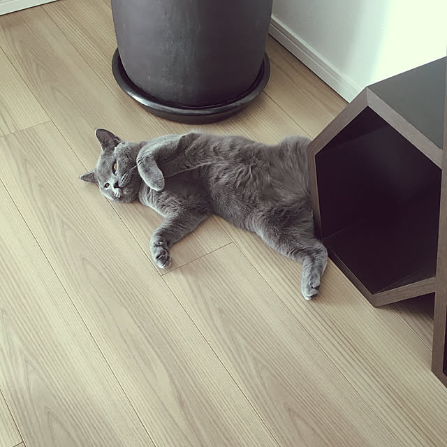 猫/マイホーム/部屋全体のインテリア実例 - 2019-11-05 12:40:13