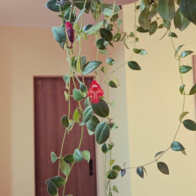 norachiwaさんの実例写真