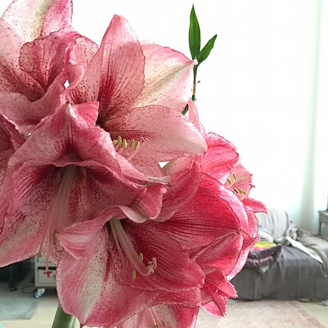 jucom.deさんの実例写真