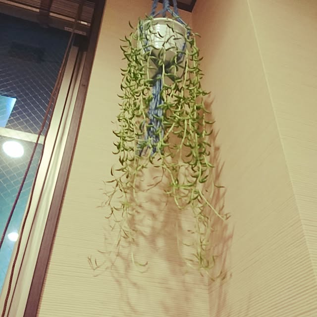 cocosorasakuさんの実例写真