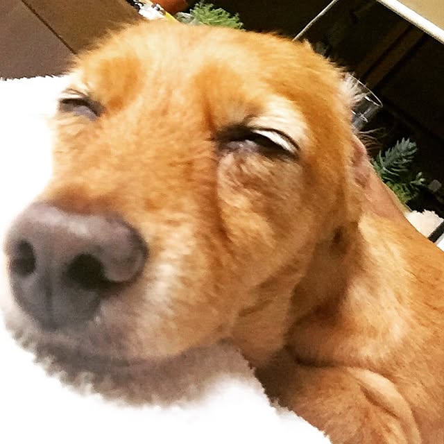 sakuさんの実例写真