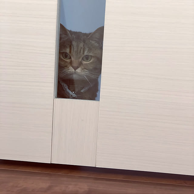 meloさんの実例写真