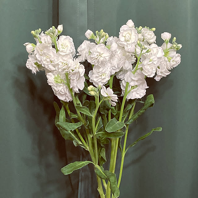 fshtynmrkさんの実例写真