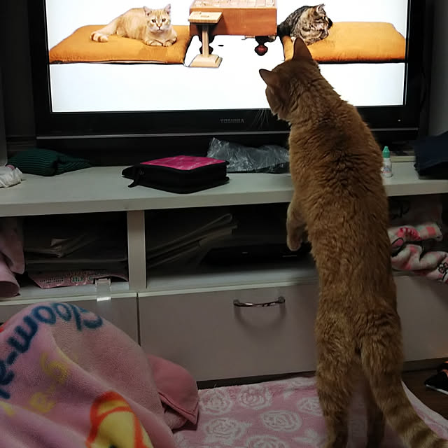 renさんの実例写真