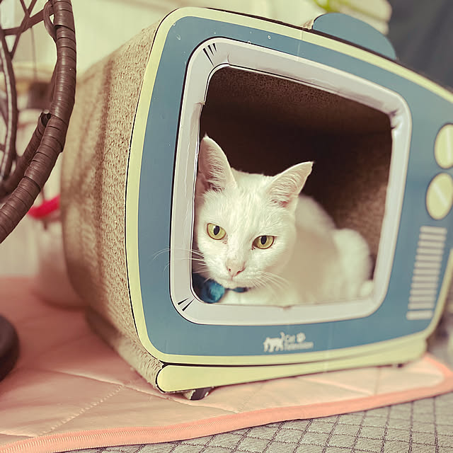 Maiさんの部屋