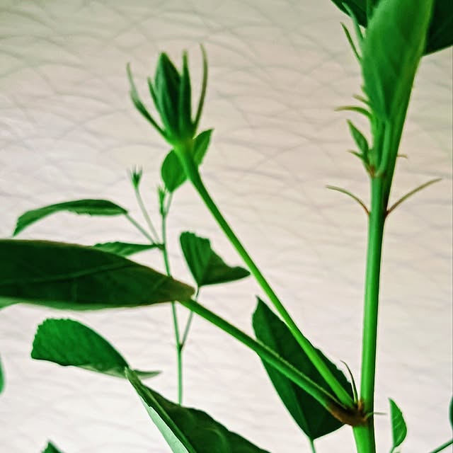 hanachanさんの部屋