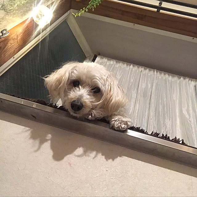 anさんの実例写真