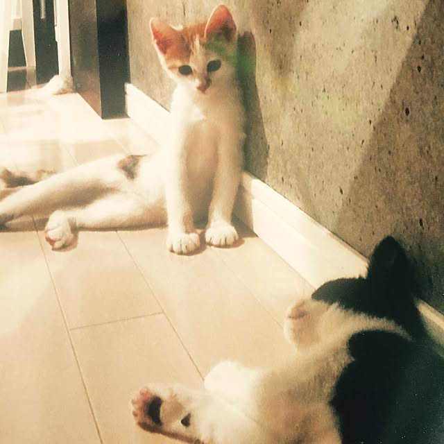 ziziguguさんの実例写真