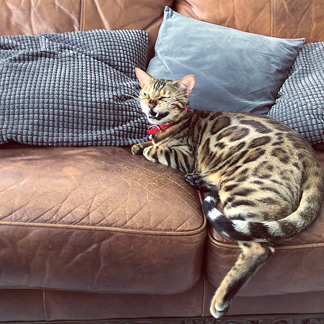 iranさんの実例写真
