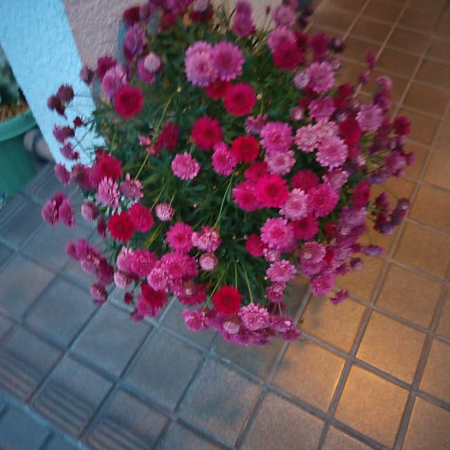 PIKMINさんの実例写真