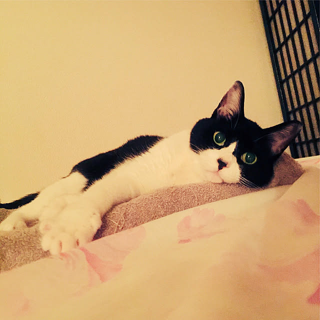 ベッド周り/猫と暮らすのインテリア実例 - 2018-08-22 21:48:05