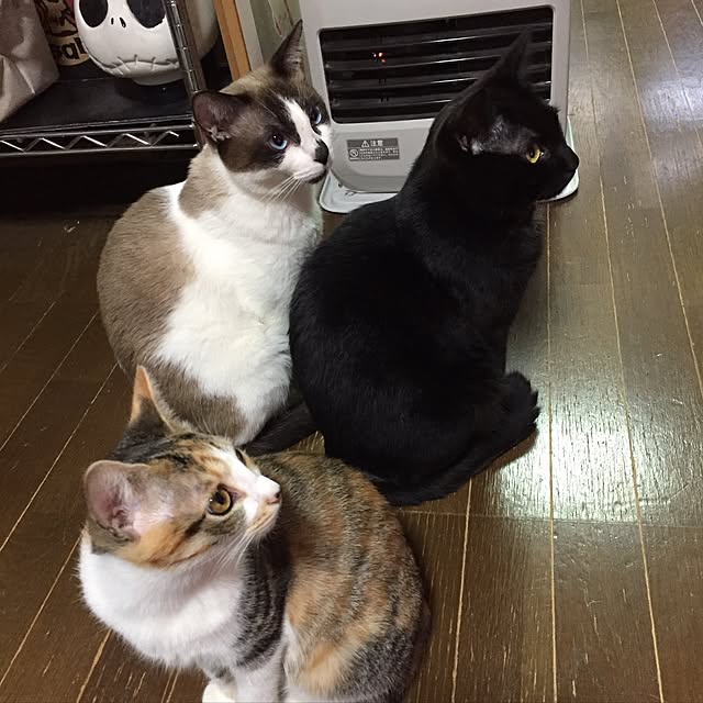 vivienne.coco-keiさんの実例写真