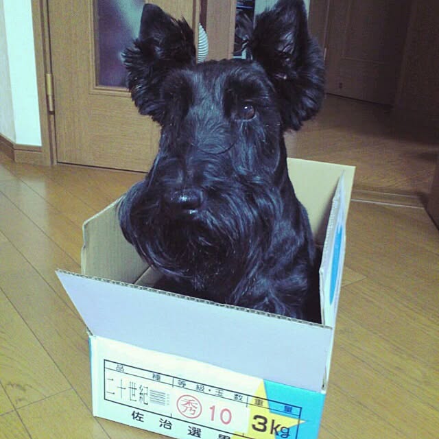 cedarrosemamさんの実例写真