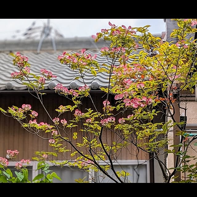 aromameさんの実例写真