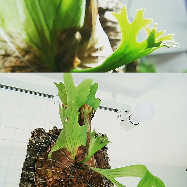 genさんの実例写真
