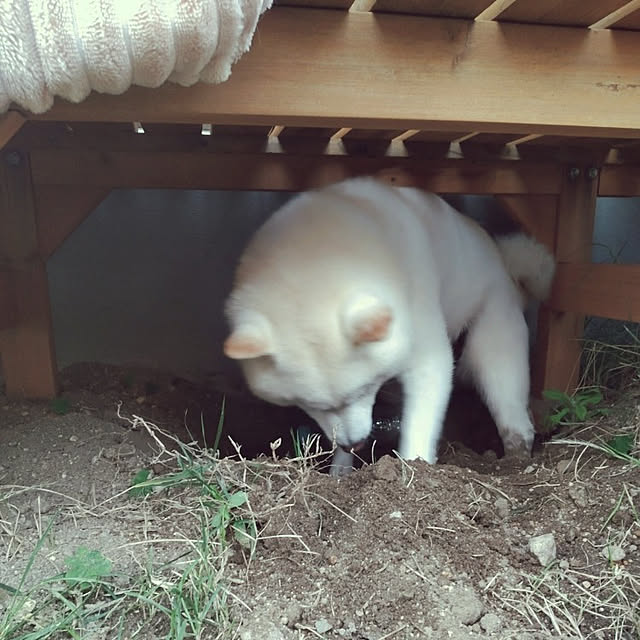 yukinkoさんの実例写真