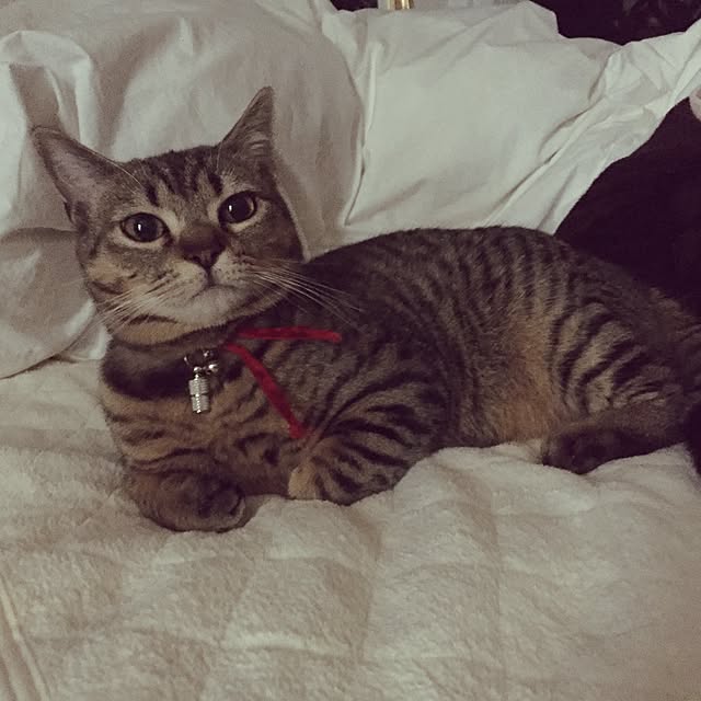 catwomanさんの実例写真