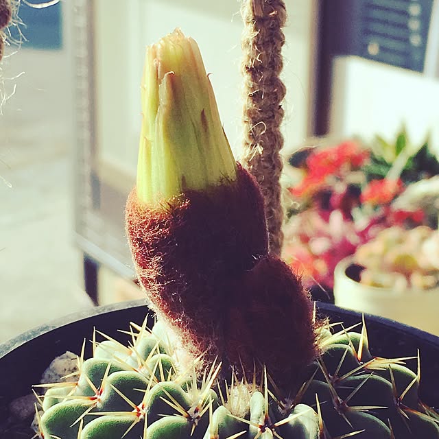natunanaさんの実例写真