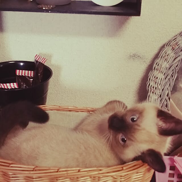miuutheaさんの実例写真