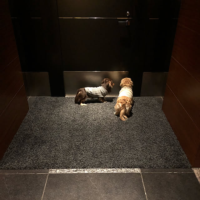 犬のいる暮らし/ダックス/玄関/入り口/旦那くん待ち♬*･゜のインテリア実例 - 2021-02-15 01:06:38
