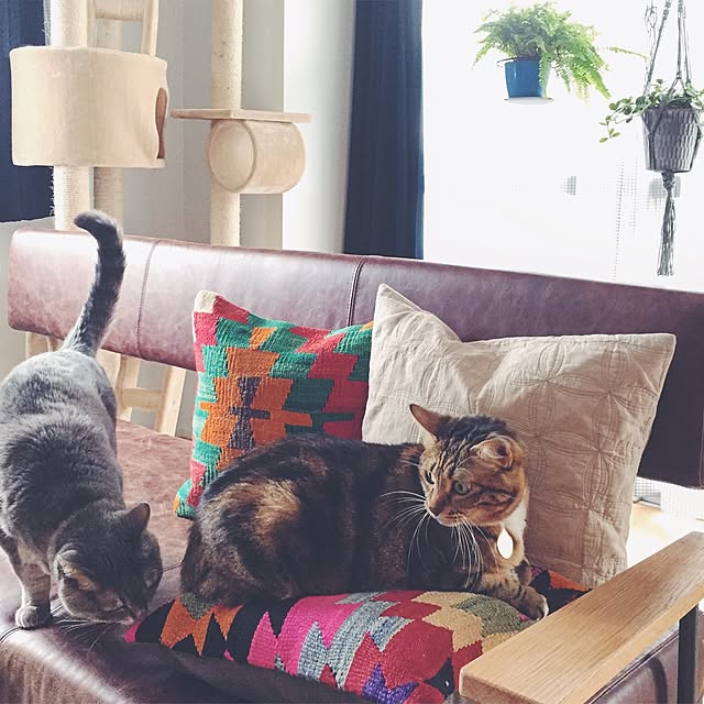 nekosanさんの実例写真