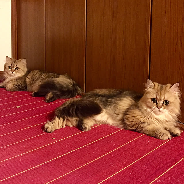 butachanさんの実例写真