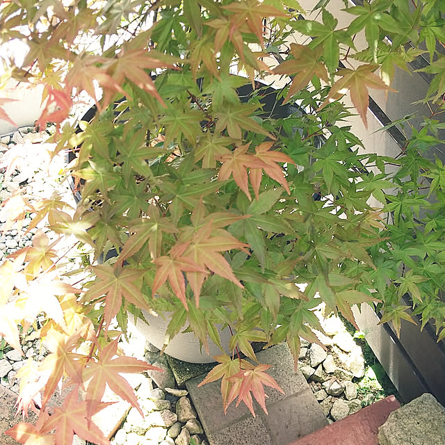 hanano087さんの実例写真