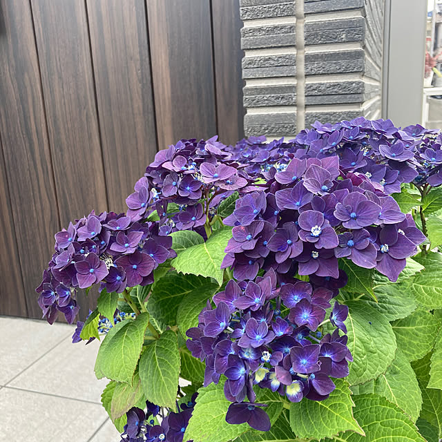 tomokokoさんの部屋