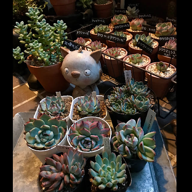 butachanさんの実例写真