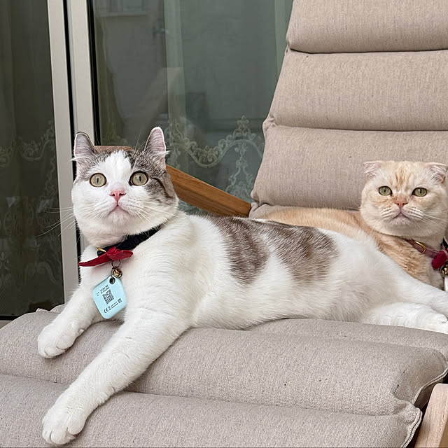 jucakikkaさんの実例写真