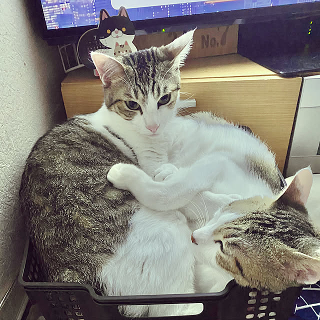 Lufuさんの実例写真