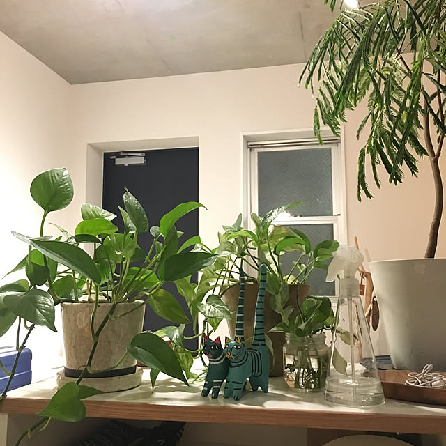 棚/ワンルーム/観葉植物/一人暮らし/ポトスエンジョイ...などのインテリア実例 - 2019-02-06 01:11:19