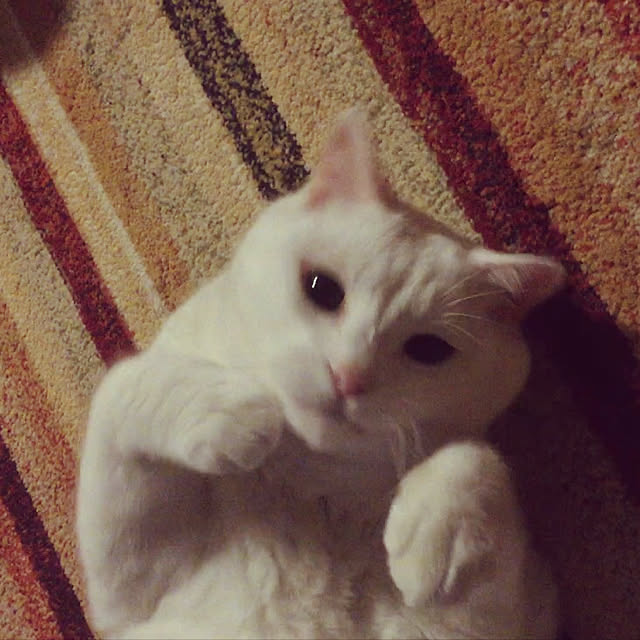 tekokaasanさんの実例写真
