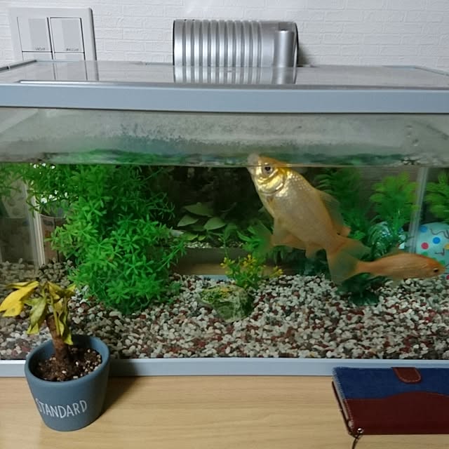 ma-yaさんの実例写真