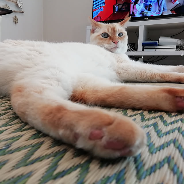 nikeyamaさんの実例写真