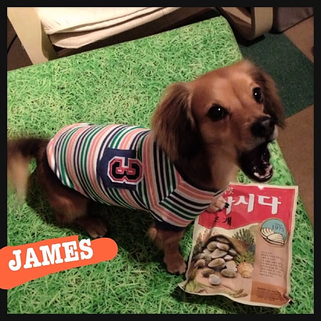 MJさんの実例写真