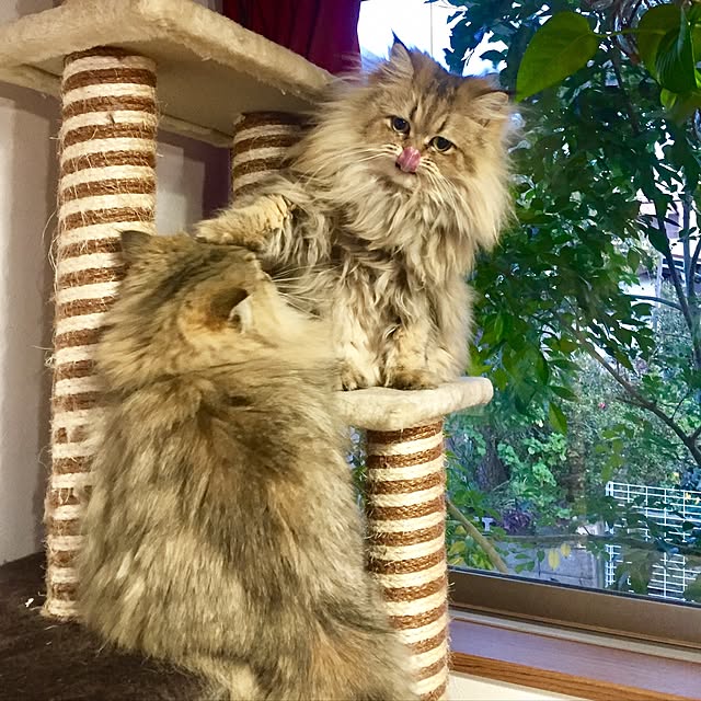 butachanさんの実例写真