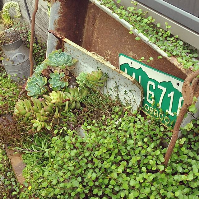 shinchiさんの実例写真