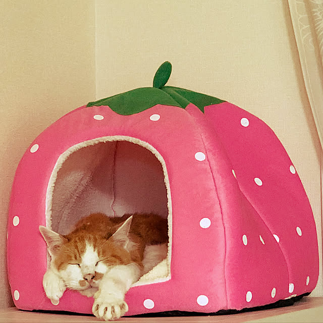 odieさんの実例写真