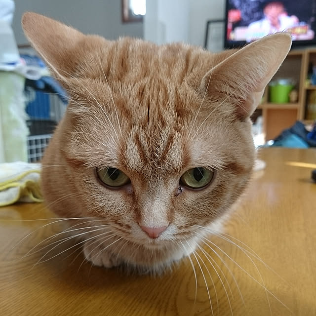 shinobuさんの実例写真