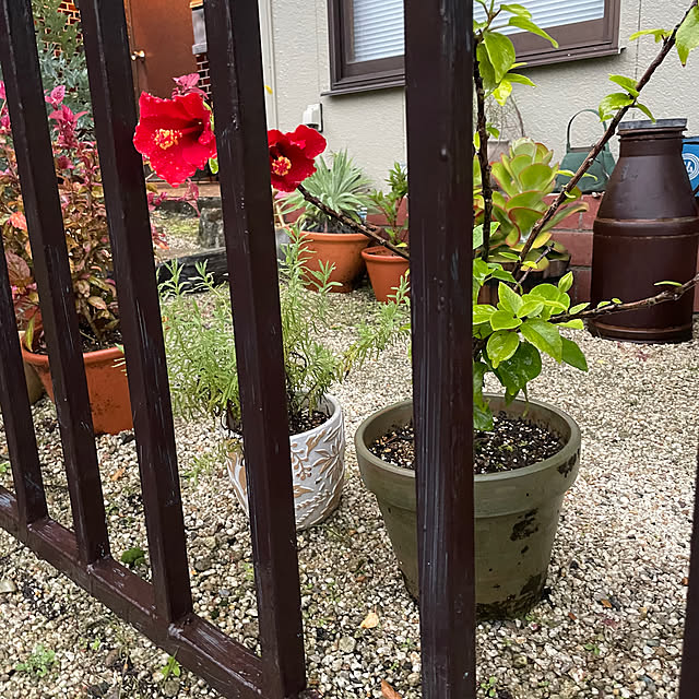 shin0719さんの実例写真