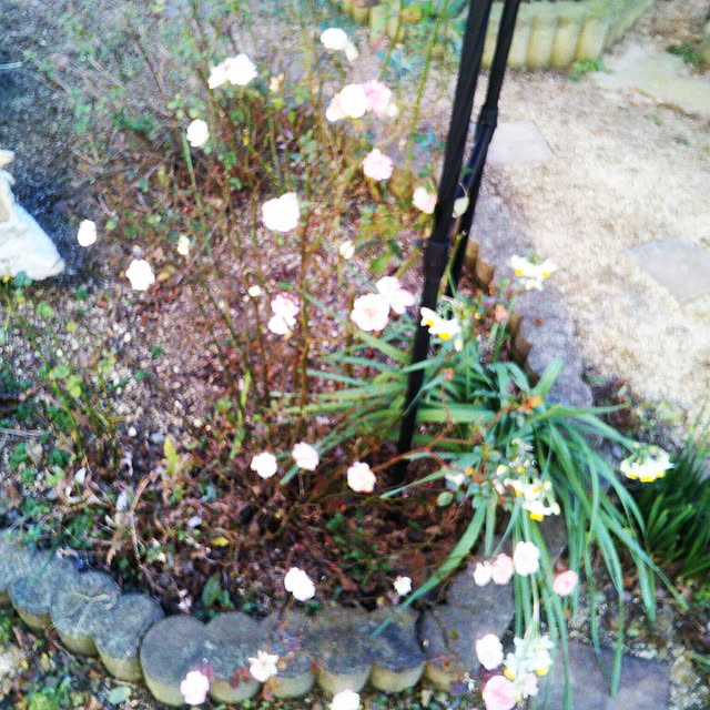 Tomopさんの実例写真