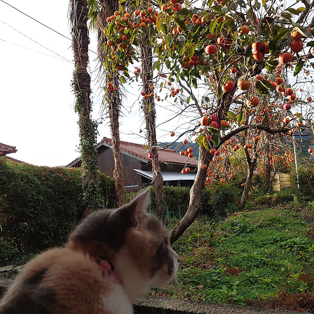 fukuさんの実例写真