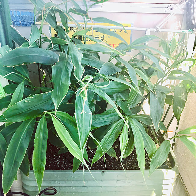 hanachanさんの部屋