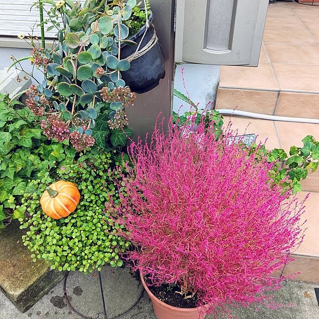 mofukoさんの部屋