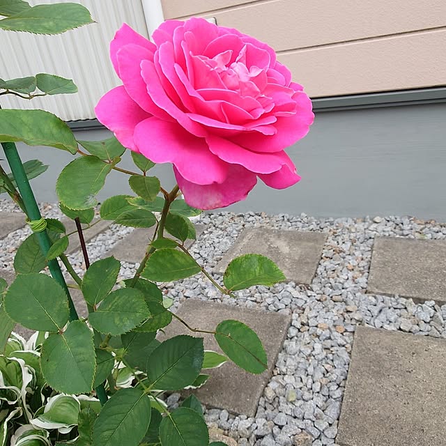 fleur-mamanさんの部屋